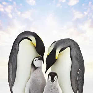 Emperor Penguin - two adults with two chicks. Snow hill island - Antarctica Cleaned background, added sky