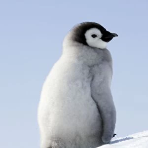 Emperor Penguin - chick. Snow hill island - Antarctica