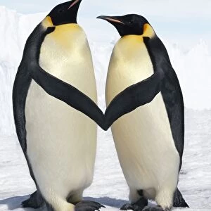 Emperor Penguin - pair holding hands / wings Digital Manipulation: cleaned up background - lightened blue sky - moved wings