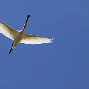 Eurasian Spoonbill - adult in flight - Coto Donana - Southern Spain
