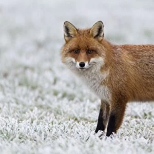 European Fox - on frost covered field in winter - Lower Saxony - Germany