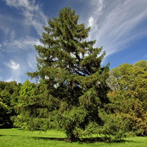 European Larch - single tree on meadow, Lower Saxony, Germany