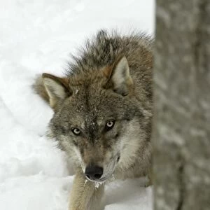 European Wolf - Young animal hiding behind tree stem in snow, winter Bavaria, Germany