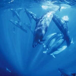 False Killer Whales - sharing Tuna prey without dispute