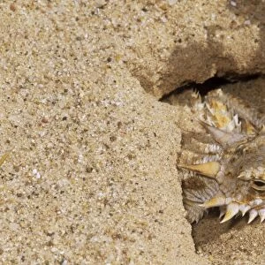 Flat-tailed Horned Lizard - emerging from burrow - thermo-regulating - California USA