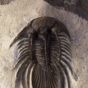 Fossil: Trilobite Devonian Morocco