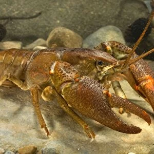 Freshwater White-clawed Crayfish - Tuscany - Italy