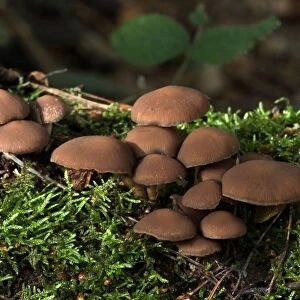 Fungi Psathyrella hydrophila On trunk in broad-leaf woods October Knapp Wood Nature Reserve E. Sussex, UK