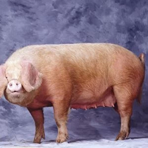 "Gascon" Pig