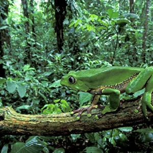 Giant Leaf Frog / Giant Waxy Monkey Frog - Tambopata Candamo Reserve - Peru