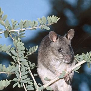 Giant Pouched Rat ASW 1210A On branch - Africa Cricetomys gambianus © Alan Weaving / ARDEA LONDON
