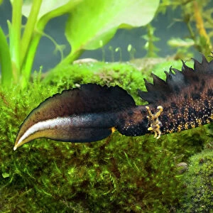 Newts Related Images