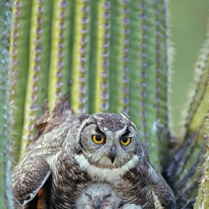 Great Horned Owl (Bubo virginianus) - Arizona - With young in nest in Saguaro Cactus - The "Cat Owl" - A really large owl with ear tufts or "horns" - Eats rodents-birds-reptiles-fish-large insects