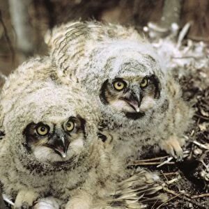 Great Horned Owl -young in nest, CT, USA