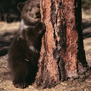 Grizzly Bear Cub in Ponderosa Pine forest
