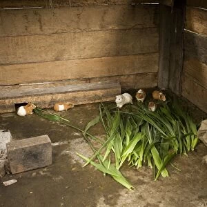 Guinea Pigs - in captivity for human consumption. Peru