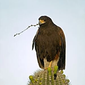 Harris Hawk - Arizona, USA - perched in saguaro cactus holding stick in beak -group hunters-raptor-desert dwellers