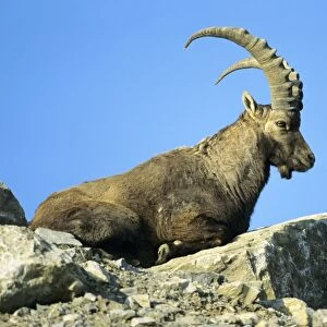 Ibex- male resting on mountain scree Groszglockner national park, Austria