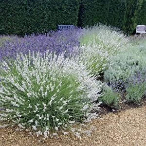 "Impress Purple", "Sussex", "Lullingstone Castle" & "Seal" Downderry Nursery hold the National Collection of Lavenders. Kent, UK July