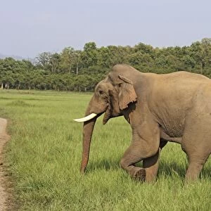 Indian / Asian Elephant - male in musth Corbett National Park, Uttaranchal, India