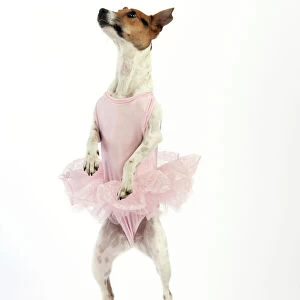 Jack Russell Terrier Dog - wearing a tutu