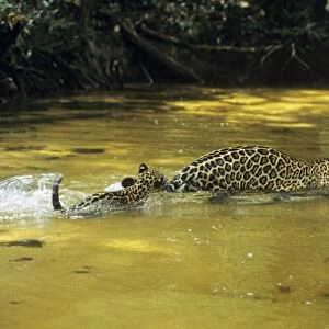 Jaguar - female & 10 week old cub crossing shallow creek. Amazonas, Brazil