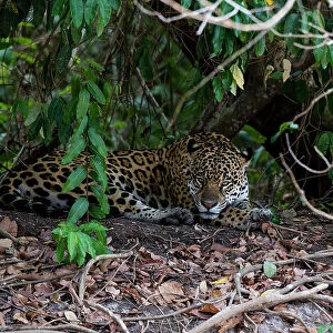 Jaguar, Pantanal, Mato Grosso, Brazil. Date: 25-09-2018