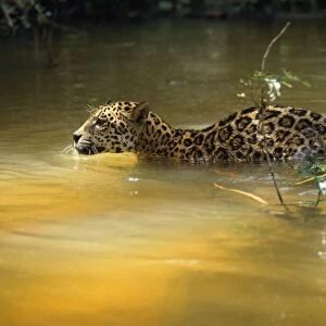 Jaguar - swimimg across creek, in the wild. Amazonia, Brasil