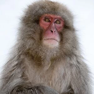 Japanese Macaque - portrait with folded arms - Jigokudani Park - Japan