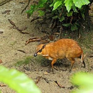 Java Mouse-deer - Malaysia