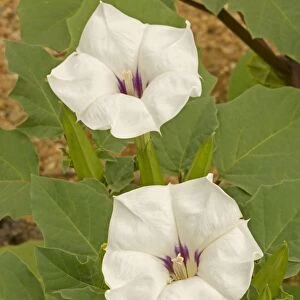 Jimson Weed Flowers - also called sacred datura. All parts of these plants contain numerous toxic alkaloids which are highly poisonous and can cause death