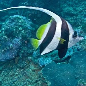 Longfin Bannerfish - Indo-pacific tropical waters - Fiji