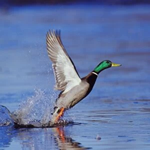 Mallard duck drake - taking off from lake. bd623
