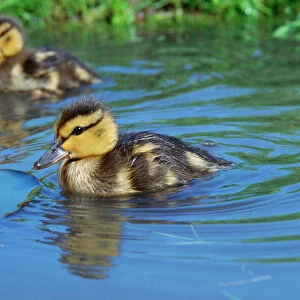 Mallard Duck - two ducklings on a pond