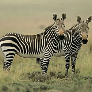 Mountain Zebras - Two together. South Africa - IUCN Endangered - Still considered at risk due to lack of free habitat due to ranching