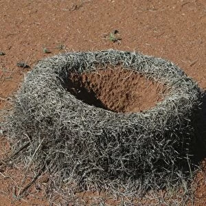 Mulga Ant - Entomologists speculate that the raised walls around the nest entrance have evolved to prevent flooding of the nest during sudden desert downpours that cover the ground but also quickly drain away Photographed near Alice