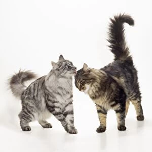 Norwegian Forest Cat - Silver Tabby & Brown Tabby