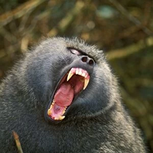 Olive baboon - with mouth wide open JFL01566