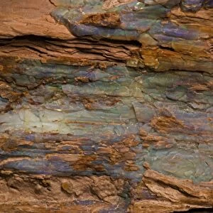 Opalized Wood - Rainbow Ridge Opal Mine - Denio-Nevada, USA - Mid-Miocene - 15 million years - coniferous tree