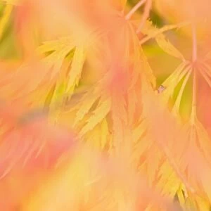 Ornamental maple - yellow and red coloured ornamental maple leaves in autumn - Baden-Wuerttenberg, Germany