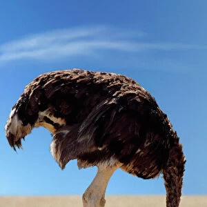 Ostriches Related Images