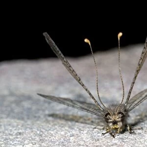 Owl Fly / Long-horned Antlion - resting during day showing characteristic long clubbed antennae - Hawk flying insect prey at dusk - Grahamstown - Eastern Cape - South Africa