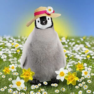 Penguin chick ~ in spring flowers ~ daisies and daffodils ~ wearing easter bonnet