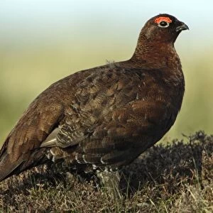 Red Grouse - Male on moorland Northumberland, England