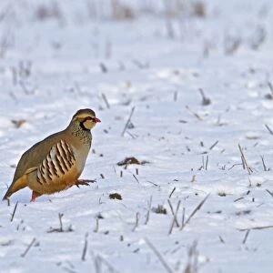 Red legged Partridge - running in snow - Bedfordshire UK 8928