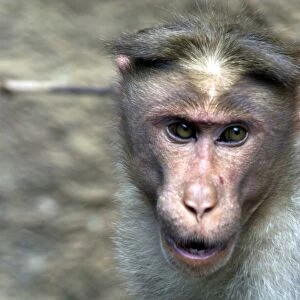 Rhesus Macaque or Monkey - Close up of head Found from Afghanistan through India to northern Thailand. Their name was given to the hereditary blood antigen Rh-factor also found in humans