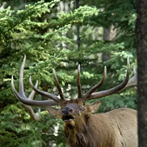Rocky Mountain Elk - bull bugling - Autumn - Jasper National Park - Northern Rockies - Wapiti - USA _CXA3285