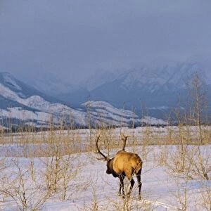 Rocky Mountain Elk - Bull in evening, early winter. Northern Rocky Mountains, Jasper National Park, Alberta, North America. ME654