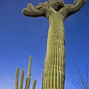 Saguaro Cactus (Carnegiea gigantea) - Cristate Form - Sonoran Desert - Arizona - Cristate form may be a genetic variant and occurs in about one in two hundred thousand individuals - Record height: 78 feet - Average mature height: 18 to 30 feet