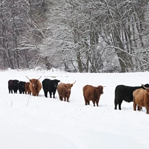 Scottisch Highland Cattle and Angus Cattle - herd on snow covered field - Lower Saxony - Germany